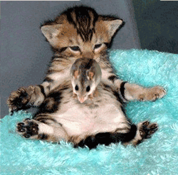 une souri qui saute sur le ventre d'un chat